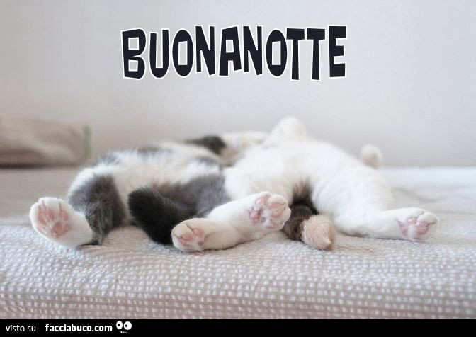 Gattini Sfiniti Buonanotte Facciabuco Com