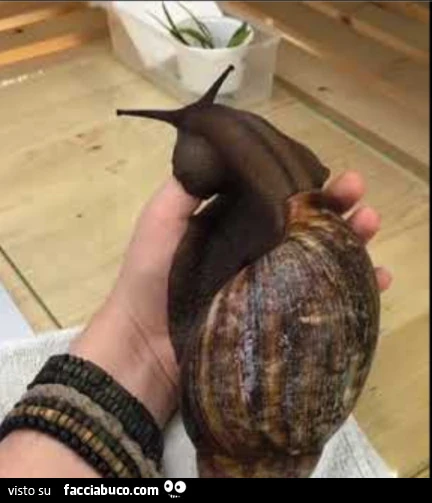 Vaccata