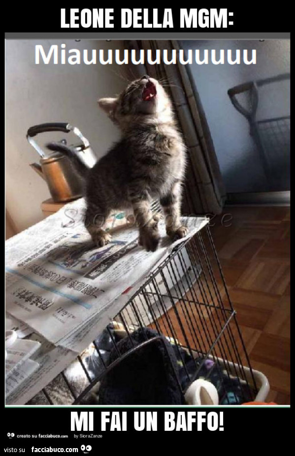 Leone della mgm: mi fai un baffo