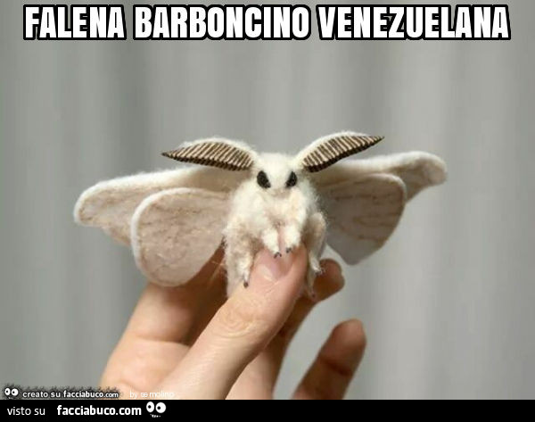 Falena barboncino venezuelana