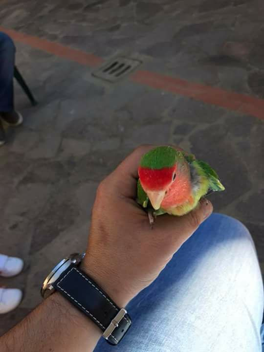 pic del mio uccellogay sesso giocattolo video