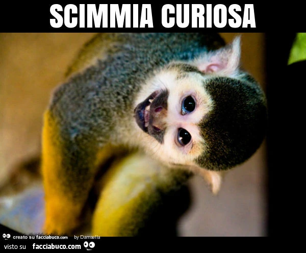 Scimmia curiosa