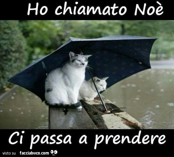 Gatti sotto l'ombrello: Ho chiamato Noè ci passa a prendere - Facciabuco.com