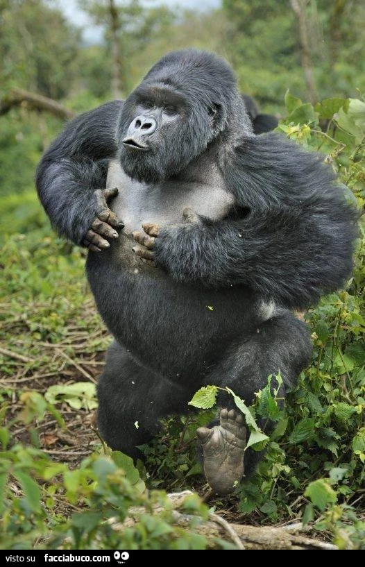 Vaccata