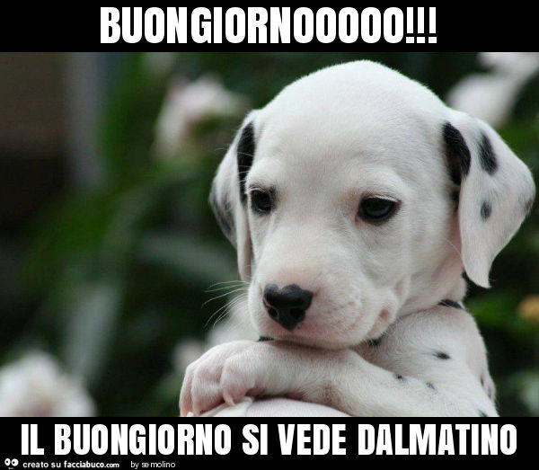 Buongiornooooo! Il buongiorno si vede dalmatino