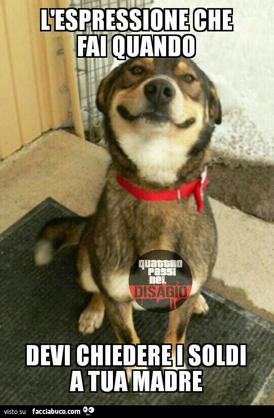 Cane Che Sorride L Espressione Che Fai Quando Devi Chiedere I Soldi A Tua Madre Facciabuco Com