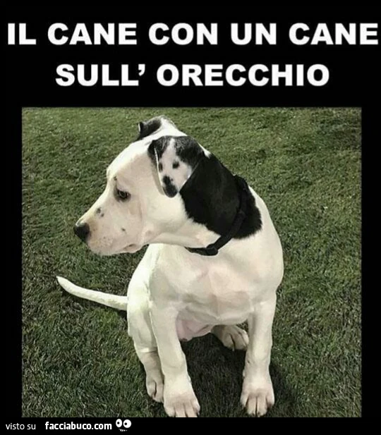 Cane con un cane sull' orecch'o