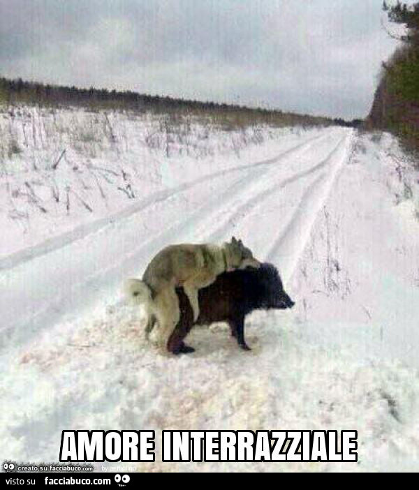 Amore interrazziale