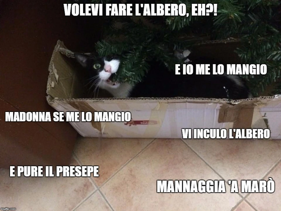 Vaccata