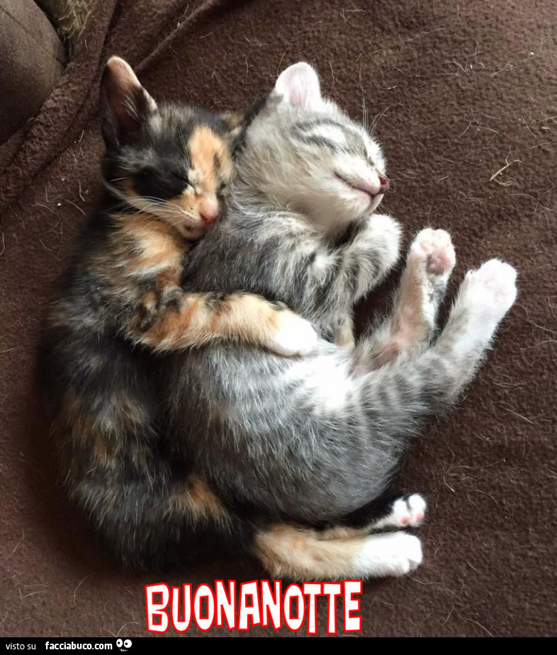 Gattini abbracciati. Buonanotte