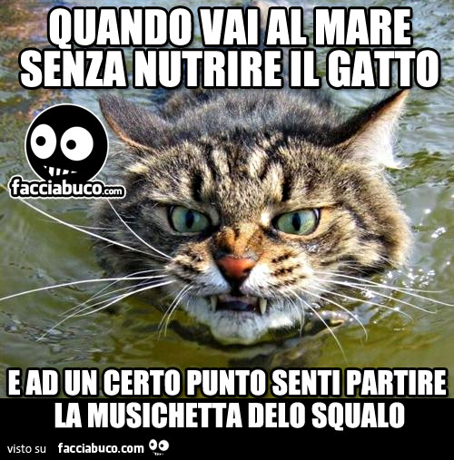 Quando vai al mare senza nutrire il gatto, e ad un certo punto senti partire la musichetta dello squalo