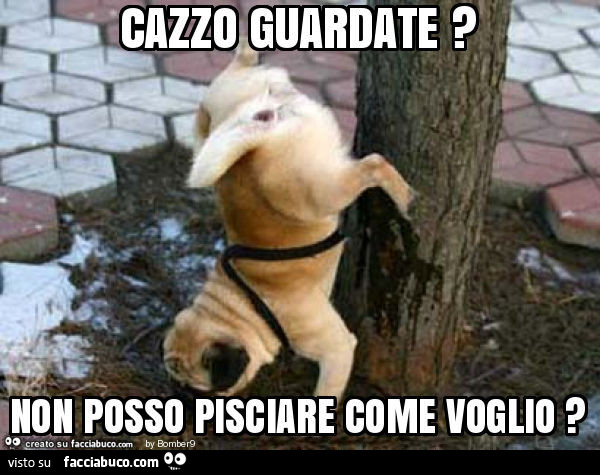 Cane fa pipì sotto sopra: Cazzo guardate? Non posso pisciare come voglio?