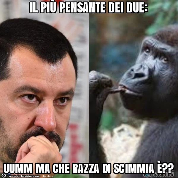 Il più pensante dei due: uumm ma che razza di scimmia è?