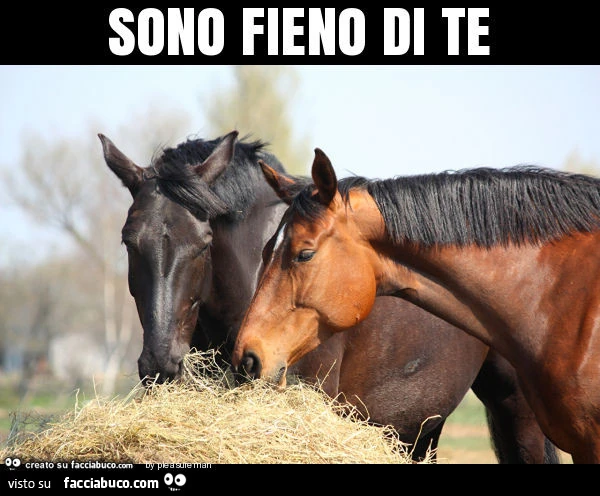 Cavalli: Sono fieno di te