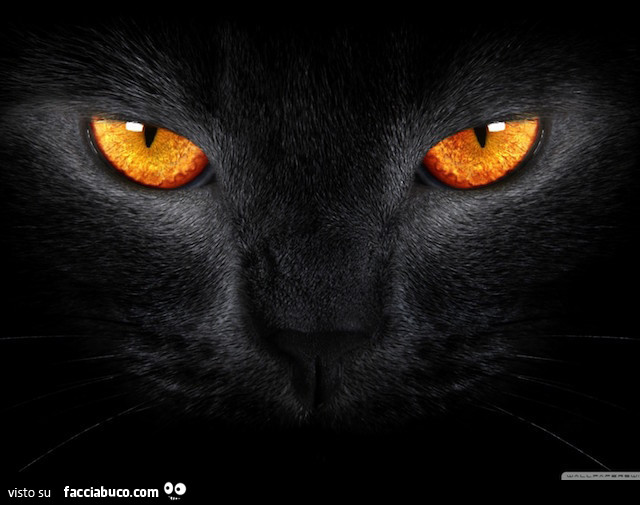 Occhi di gatto nero