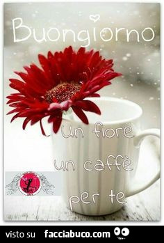 Buongiorno Un Fiore Un Caffe Per Te Facciabuco Com