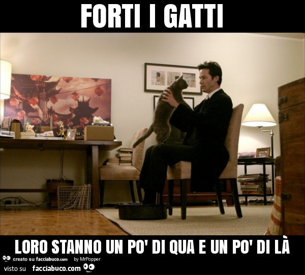 Forti i gatti loro stanno un po' di qua e un po' di là