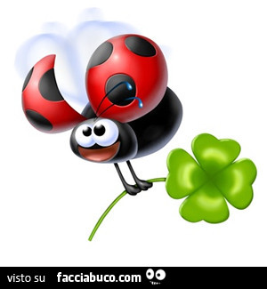 Coccinella con quadrifoglio