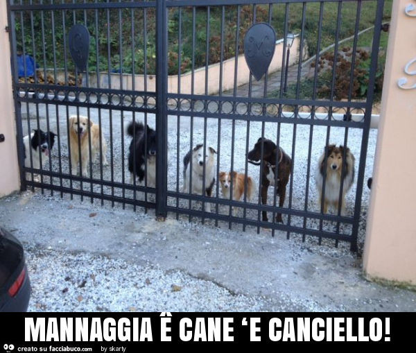 Mannaggia Ê cane ‘e canciello