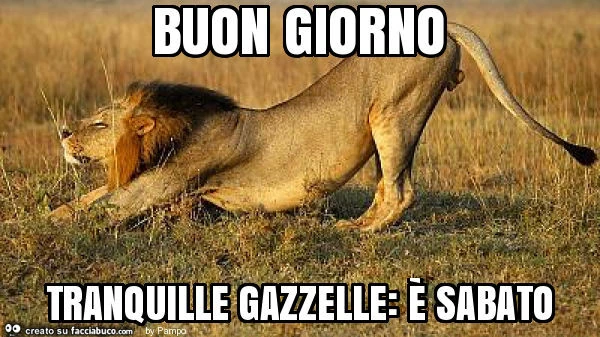 Buon giorno tranquille gazzelle: è sabato