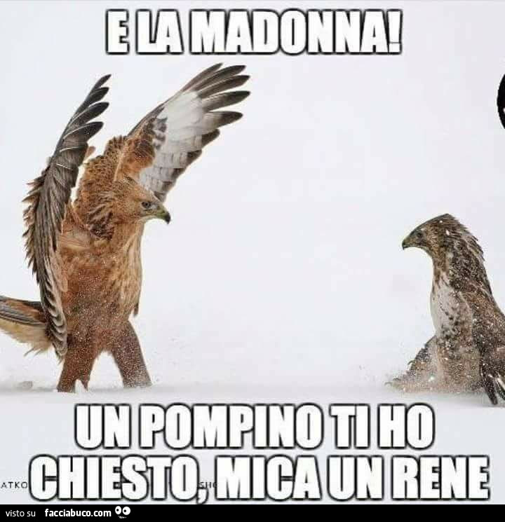 E la Madonna! Un pompino ti ho chiesto, mica un rene