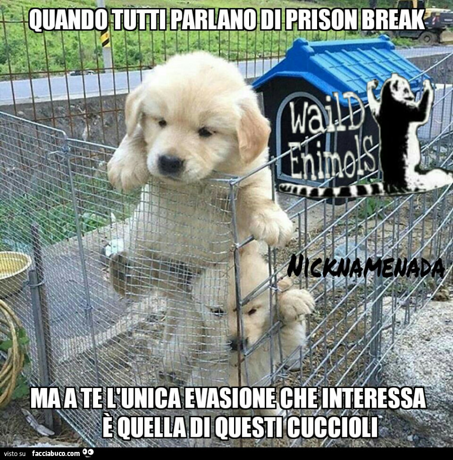 Quando tutti parlano di Prison Break ma a te l'unica evasione che interessa è quella di questi cuccioli