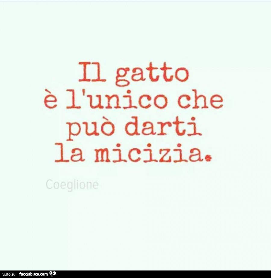 Il gatto è l'unico che può darti la micizia
