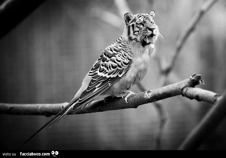 Uccello tigre