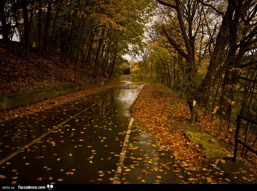 Strada autunnale coperta di foglie secche di alberi
