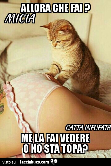 Allora che fai? Me la fai vedere o no sta topa?