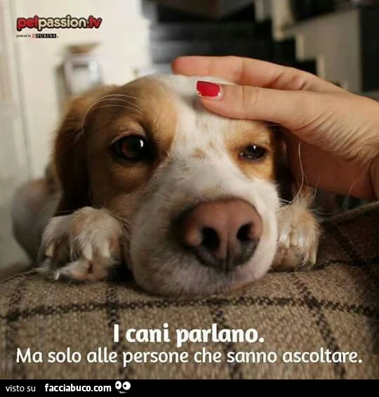 I cani parlano. Ma solo alle persone che sanno ascoltare