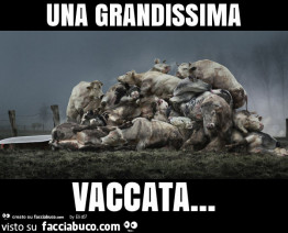 Vaccata
