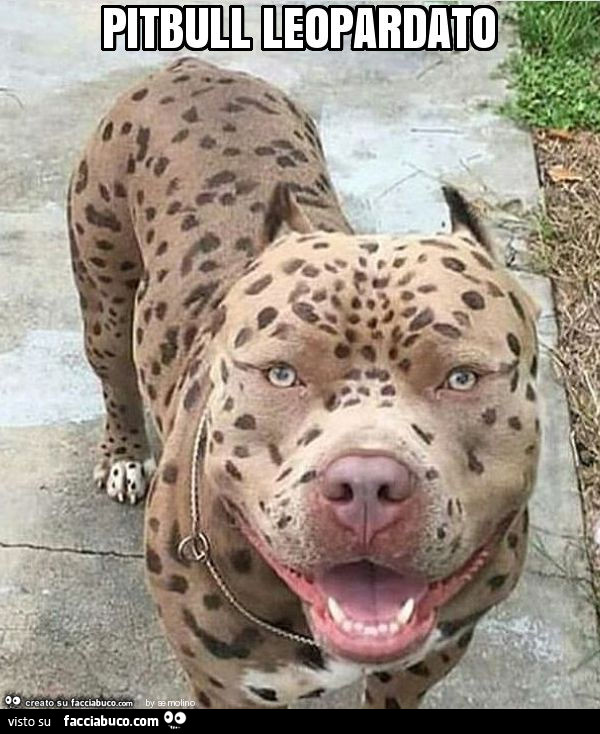 Pitbull leopardato