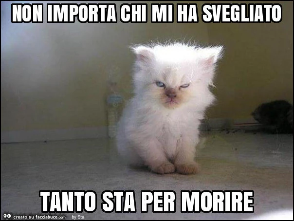 Non importa chi mi ha svegliato tanto sta per morire
