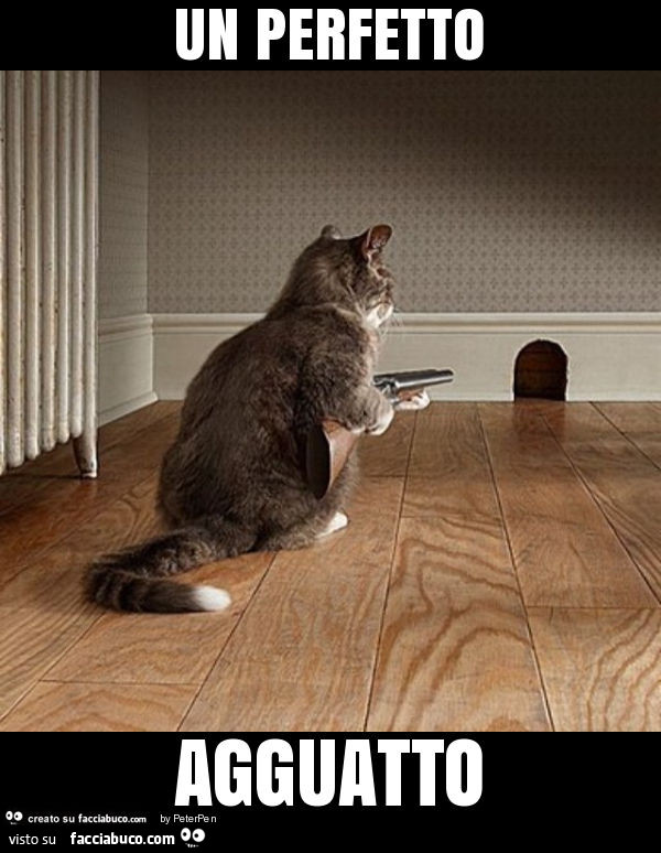 Gatto con fucile. Un perfetto agguatto