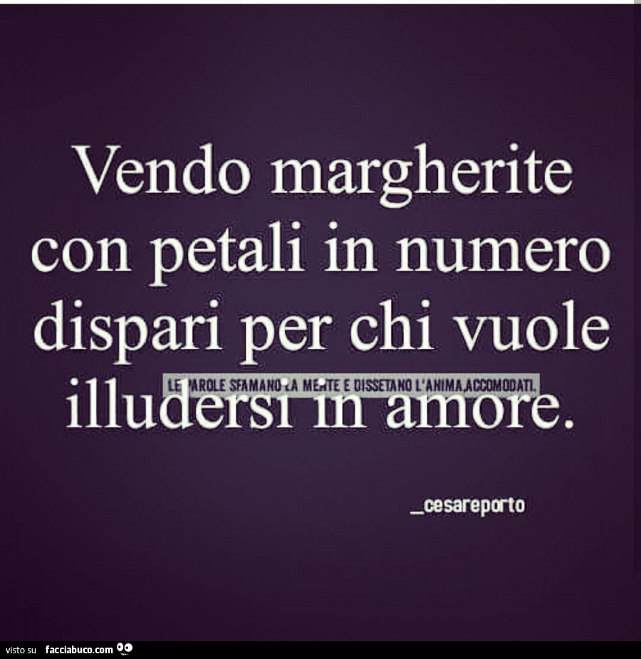 Vendo margherite con petali in numero dispari per chi vuole illudersi in amore