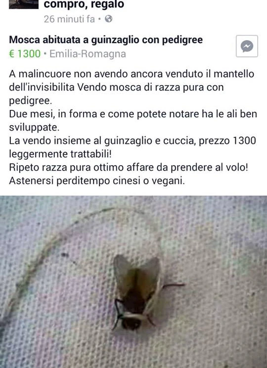 Vaccata