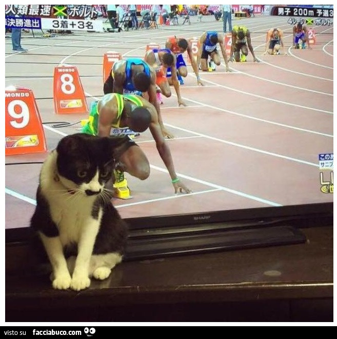 Gatto runner assieme a Bolt