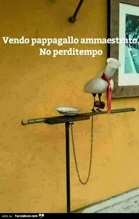 Vendo pappagallo ammaestrato. No perditempo