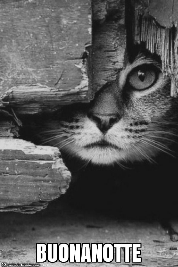 Buonanotte