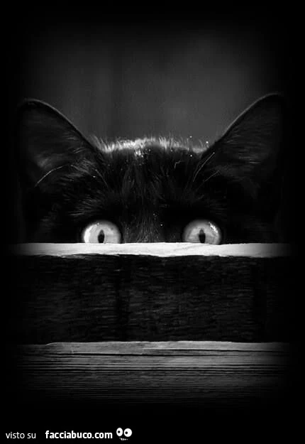 Gatto osserva di soppiatto