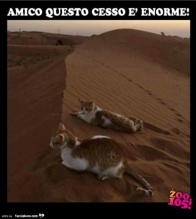 Amico questo cesso è enorme