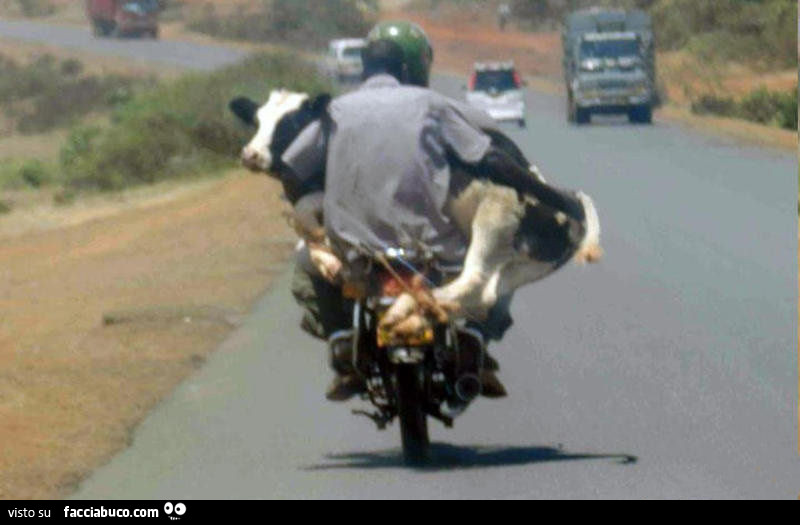 z17ddefebi-in-moto-con-una-mucca-bestiaccia_a.jpg