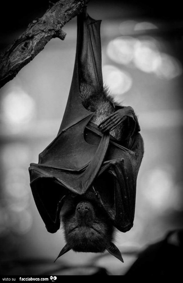 Pipistrello appeso a testa in giu