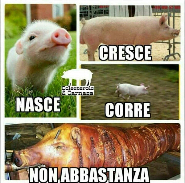 Maiale nasce cresce corre