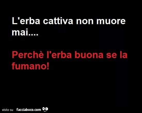 L'erba cattiva non muore mai… perchè l'erba buona se la fumano