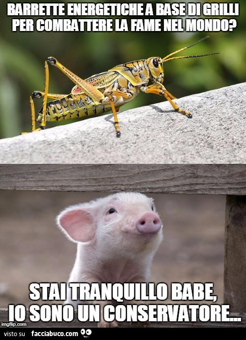 Barrette energetiche a base di grilli per combattere la fame nel mondo? Stai tranquillo Babe, io sono un conservatore