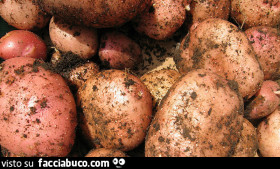 Vaccata