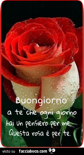 Buongiorno a te che ogni giorno hai un pensiero per me. Questa rosa è per te