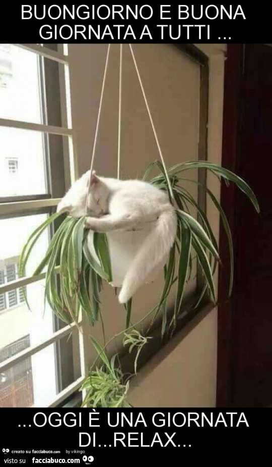 Buongiorno e buona giornata a tutti… oggi è una giornata di… relax